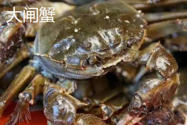 刚死亡的螃蟹能不能食用，决定性因素和温度有关