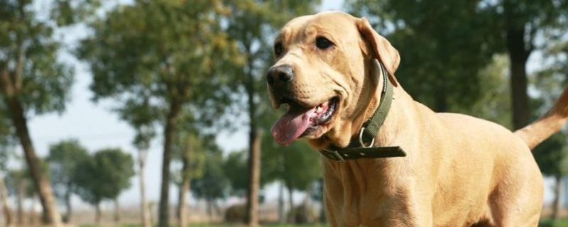 导盲犬小Q是哪个品种，属于拉布拉多猎犬