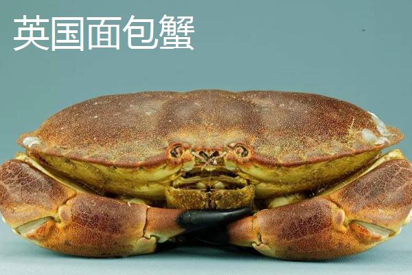 面包蟹和太子蟹的区别，产地和外观明显不同