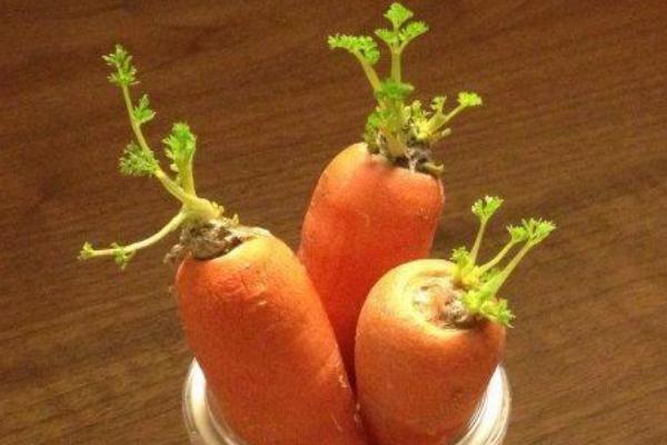 发芽的萝卜能不能吃，可以吃但营养价值会降低