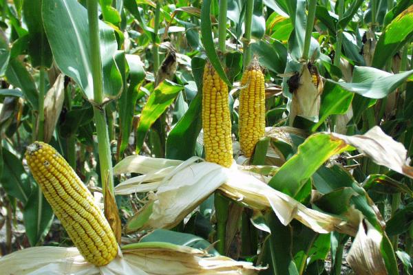 中农大688玉米的特征特性，在黄淮海夏玉米组的熟期为102天