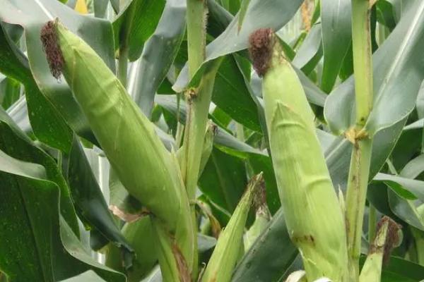 中农大688玉米的特征特性，在黄淮海夏玉米组的熟期为102天