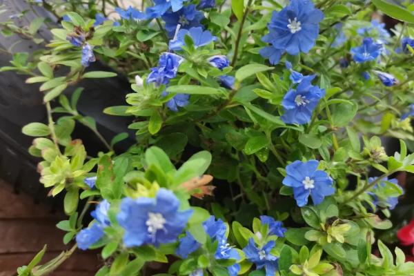 养殖蓝星花的方法及注意事项，室内养殖要放在光照充足的位置