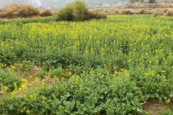 怎么对油菜使用硼肥，肥料可拌在细土中施入种植地