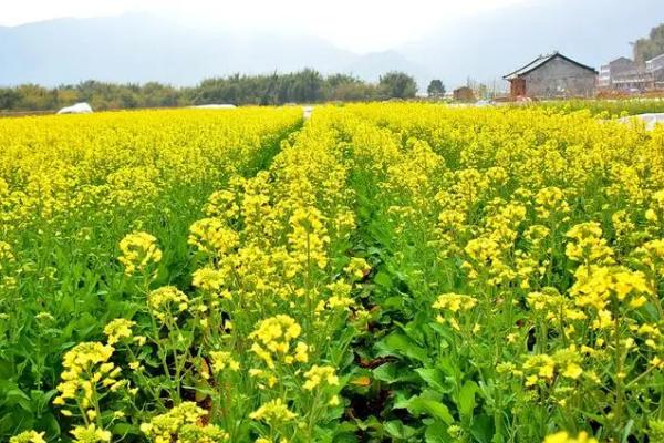 怎么对油菜使用硼肥，肥料可拌在细土中施入种植地