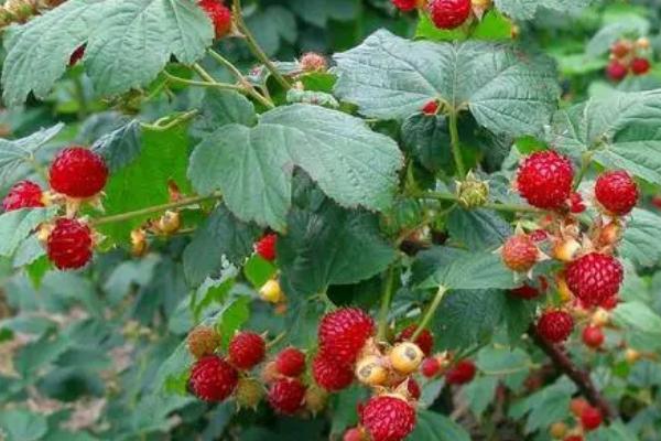 目前种什么具有良好的前景，树莓的需求量正逐步增加
