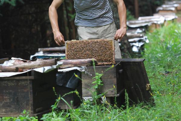 我国哪些地方有较多的养蜂人，四川的养蜂总数为全国第一