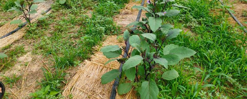 秋冬季节怎么避免蔬菜出现小气候不适症，采用大小行栽培可避免地温突降