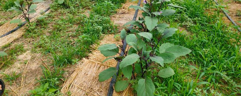 秋冬季节怎么避免蔬菜出现小气候不适症，采用大小行栽培可避免地温突降