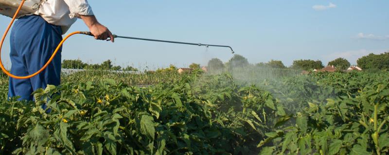 蔬菜病虫害用农药防治的要点，需掌握病虫害的发生规律并对症用药