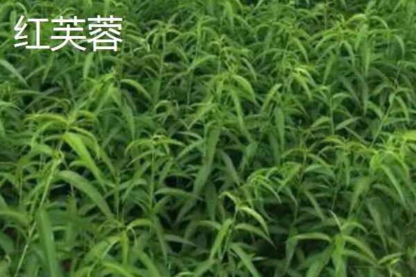 桃树苗新品种，包括金秋王桃、黄金蟠桃、白如玉桃等种类