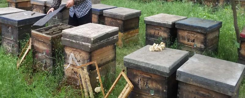 养100箱蜜蜂所需资金，第一年总投资需要6-7万元左右