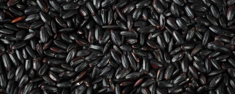 黑米是不是粗粮，属于粗粮且只产于云南地区