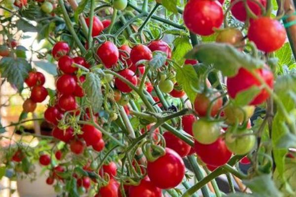 樱桃小番茄怎么种植，早春要在温室中设置苗床