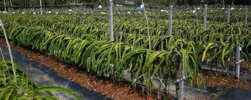 火龙果种子的种植方法，种植方法为柱式栽培为主