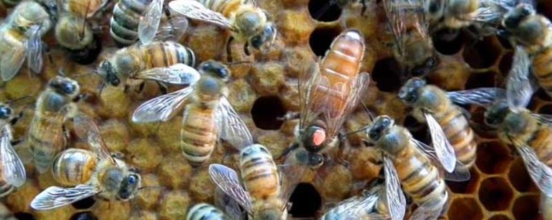 预防及治疗蜂螨的方法，对蜜蜂喷洒速杀螨可起到治螨效果