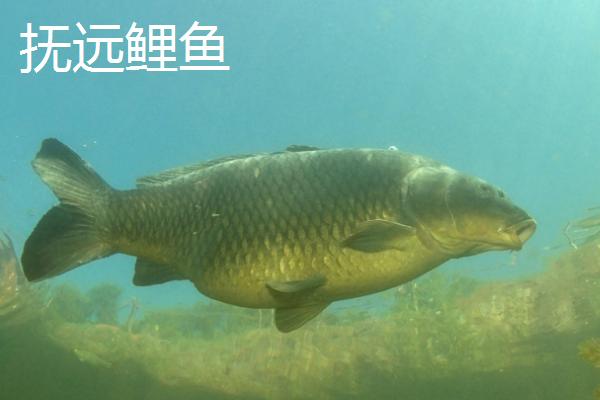 我国有哪些出名的鲤鱼产地，云南省玉溪市的元江鲤闻名全国