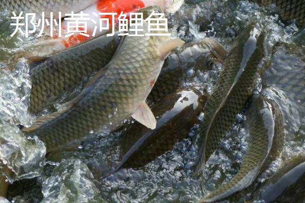 我国有哪些出名的鲤鱼产地，云南省玉溪市的元江鲤闻名全国