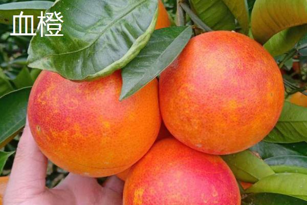 我国优质高产的橙子品种有哪些，主要包括脐橙、血橙和冰糖橙等种类