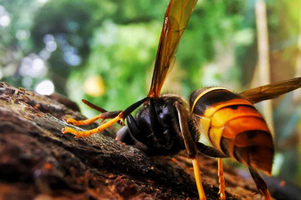 什么是牛角蜂，属于大型胡蜂的俗称