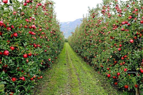 苹果为什么长得比较小，留果过多会抑制果实的生长发育