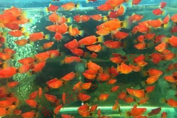 米奇鱼属于冷水鱼还是热带鱼，需生活在温度较高的水质中