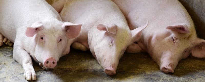 种猪多大才可以交配，小型早熟的品种通常在8月龄