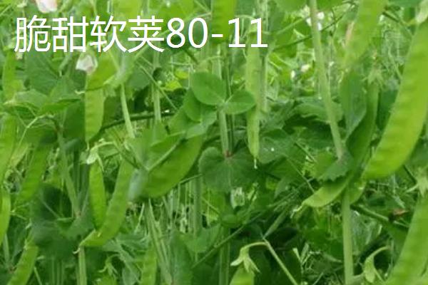 品质好的荷兰豆品种，大荚豌豆的亩产量可达到1200公斤