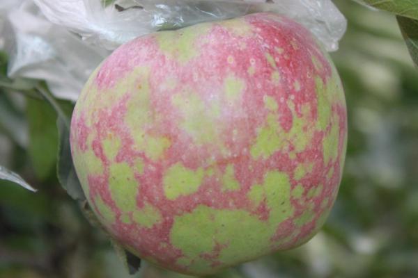 苹果为何会着色不良以及如何处理，缺少光照和水分是主要原因之一