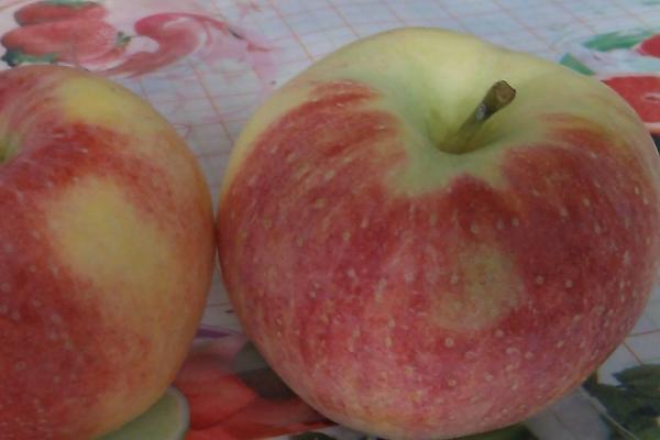 苹果为何会着色不良以及如何处理，缺少光照和水分是主要原因之一