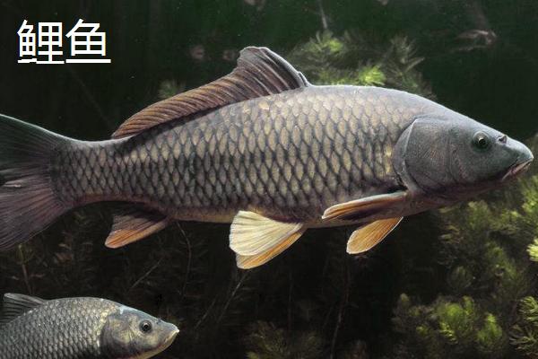 0.3号新关东适合钓什么鱼，大个体鱼类都适合