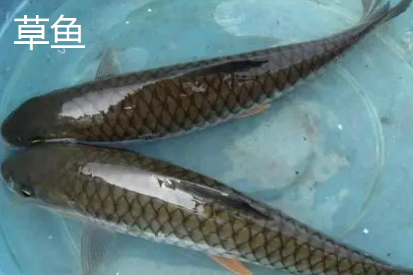 0.3号新关东适合钓什么鱼，大个体鱼类都适合