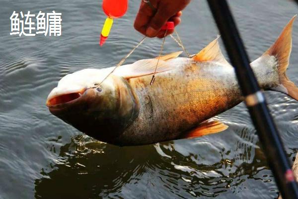 0.3号新关东适合钓什么鱼，大个体鱼类都适合