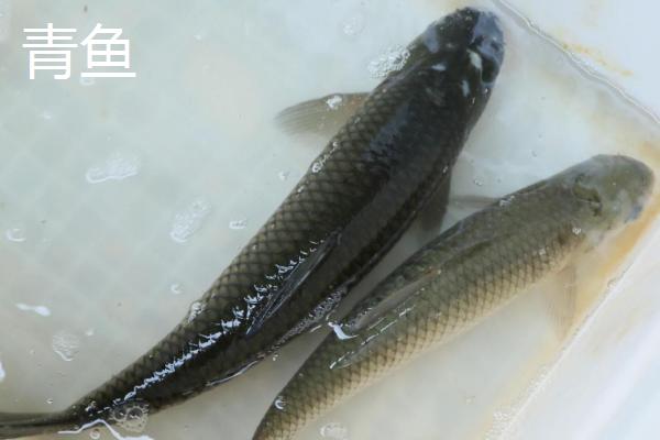 0.3号新关东适合钓什么鱼，大个体鱼类都适合