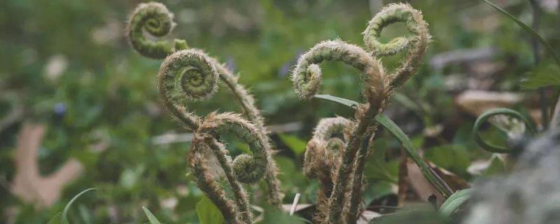 蕨菜在山上长在哪里，常分布于向阳处