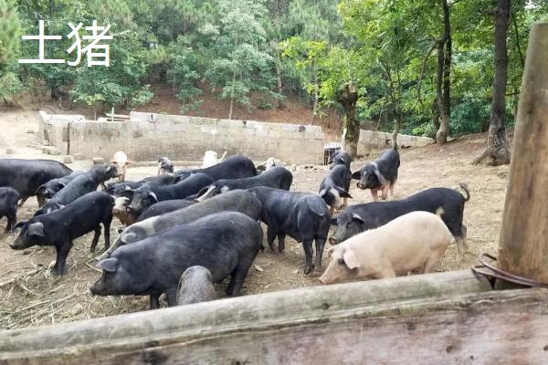 中国土猪品种，包括藏香猪、东北民猪、陆川猪等类型