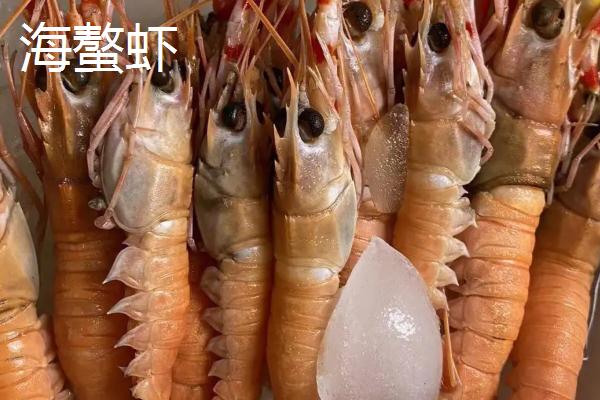 海螯虾的产地，活跃于东大西洋海域
