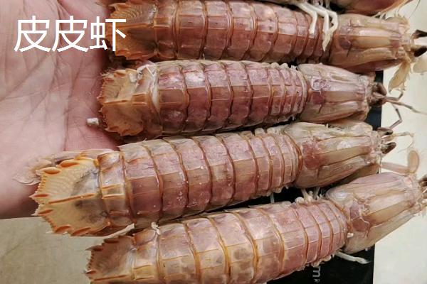 海螯虾的产地，活跃于东大西洋海域