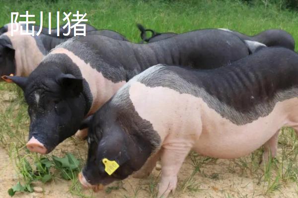 中国土猪品种，包括藏香猪、东北民猪、陆川猪等类型