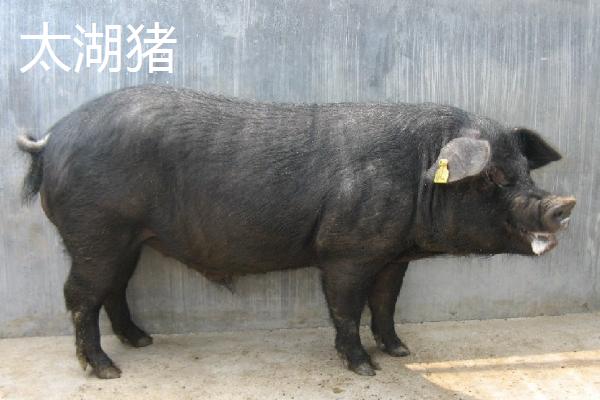中国土猪品种，包括藏香猪、东北民猪、陆川猪等类型