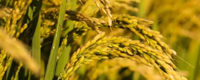 旱育水稻怎么选择除草剂，需根据杂草类型使用针对性药剂