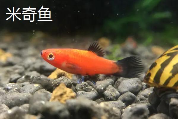 观赏鱼的养殖现状和前景，我国以养殖淡水观赏鱼为主