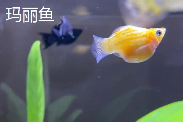 观赏鱼的养殖现状和前景，我国以养殖淡水观赏鱼为主