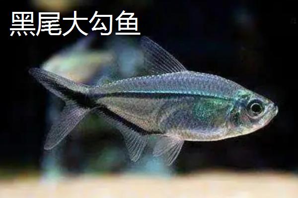 观赏鱼的养殖现状和前景，我国以养殖淡水观赏鱼为主