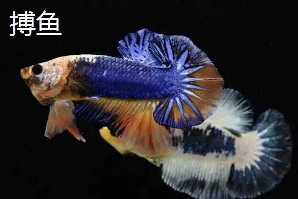观赏鱼的养殖现状和前景，我国以养殖淡水观赏鱼为主