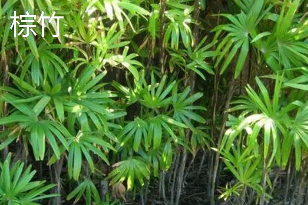 适合室内养的5种竹子，根据需求选择合适品种