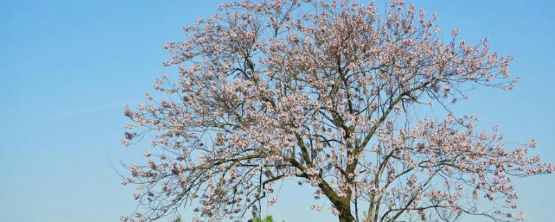 泡桐树的开花时间，一般在3-4月