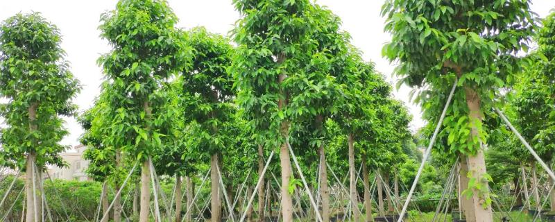 什么是白兰树，属于木兰科、含笑属常绿乔木