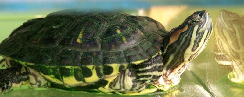 巴西龟能不能陆养，可以陆养但尽量水养