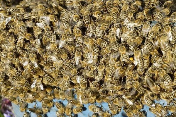 怎样安全合并蜂群，最大限度的防止出现回蜂